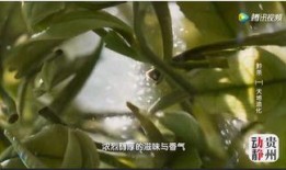 茶叶爆料视频大全,视频大全带你探秘茶叶世界